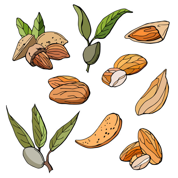 设定杏仁在不同的形式卡通图片下载