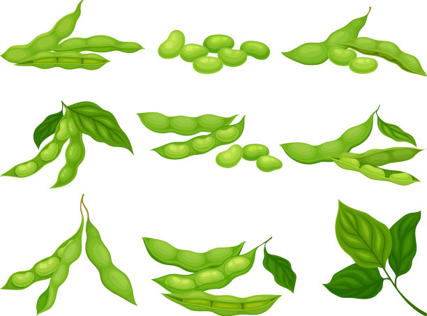 有成熟豆荚和绿叶的大豆植物图片下载