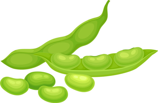 开合绿色豆荚项目图片下载