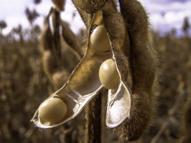 在巴西马托格罗索州，大豆植物的细节有选择性的焦点图片下载