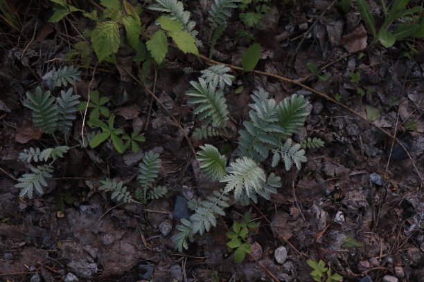 森林里的灰色植物图片下载
