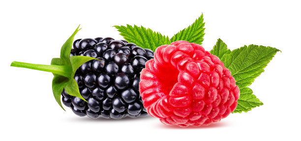 树莓和黑莓孤立在白色背景上图片下载