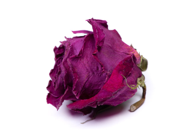 干玫瑰花蕾图片下载