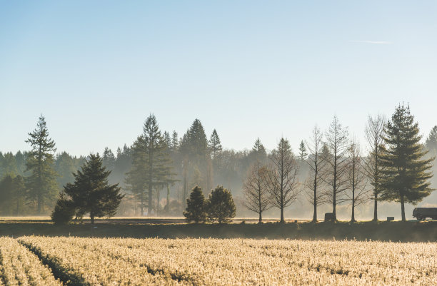 小松苗木园景，晨光带雾。图片下载