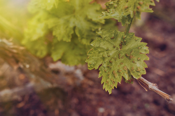 痛苦的叶子炭疽病葡萄的太阳效应图片下载