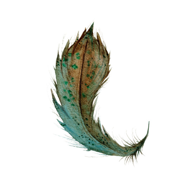 水彩羽毛手绘在纸上。微妙的水彩插图。放荡不羁的图片下载