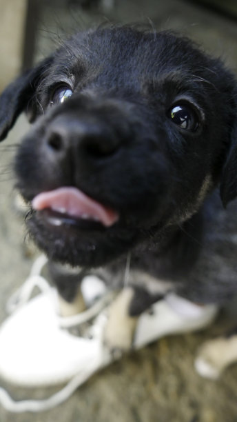 一张小黑狗伸出舌头的特写照片。小狗们给你一个吻。图片下载
