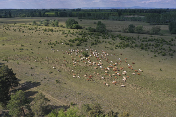一群牛在一大片草地上吃草。蓝天和白云。空中无人机的照片。欧洲匈牙利图片下载