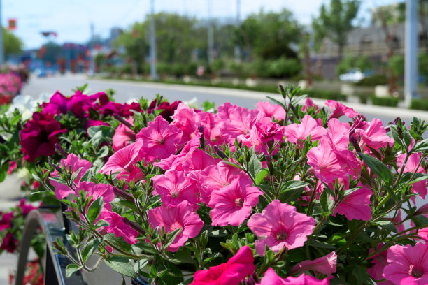 城市街道上的鲜花，是城市环境的一大装饰图片下载