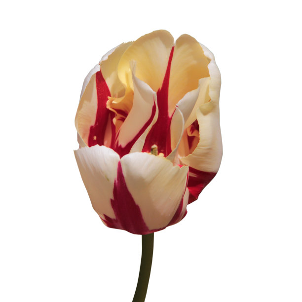 黄色和粉红色的郁金香头孤立在白色的背景图片下载