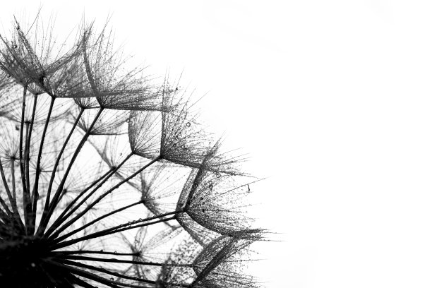 蒲公英的种子图片下载