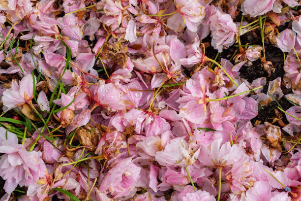 湿润的粉红色花在地上图片下载