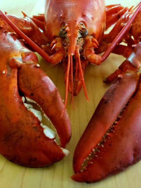 d龙虾头和爪子特写图片下载