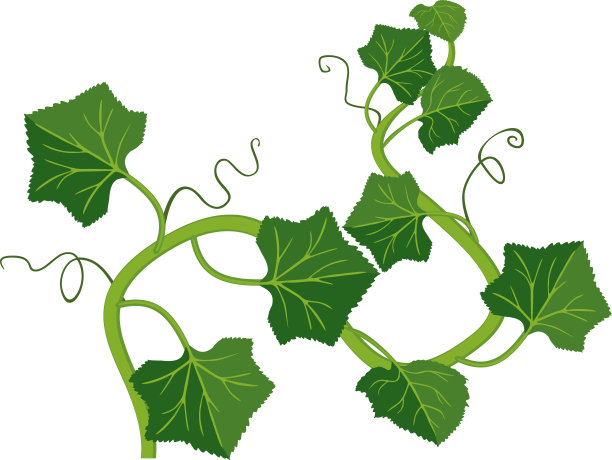 白色背景上孤立有绿叶的甜瓜植物图片下载