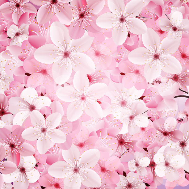 盛开的粉红色樱花背景图片下载