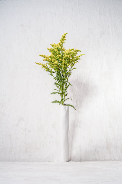 极简主义的花朵图片下载