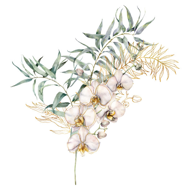 水彩线条艺术花束与金色桉树和兰花。手绘热带卡片与花和叶孤立在白色的背景。花插图设计，打印，背景。图片下载