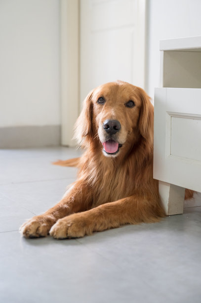 金毛猎犬躺在地板上休息图片下载