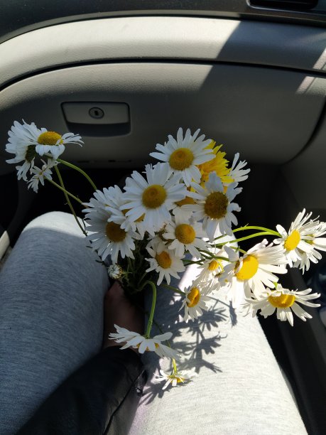 一束雏菊图片下载