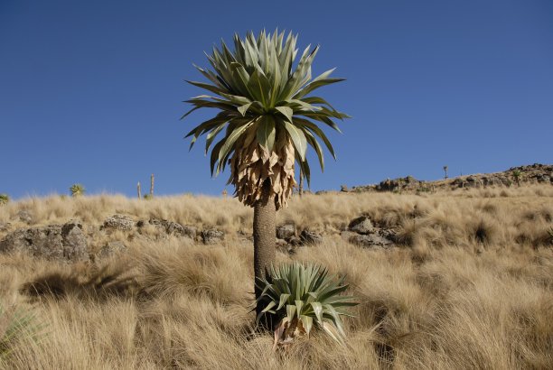 埃塞俄比亚塞门山的半边莲树。图片下载