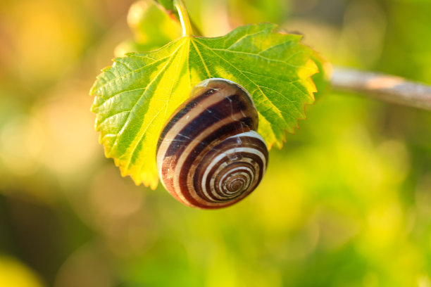蜗牛坐在葡萄叶子上，特写图片下载