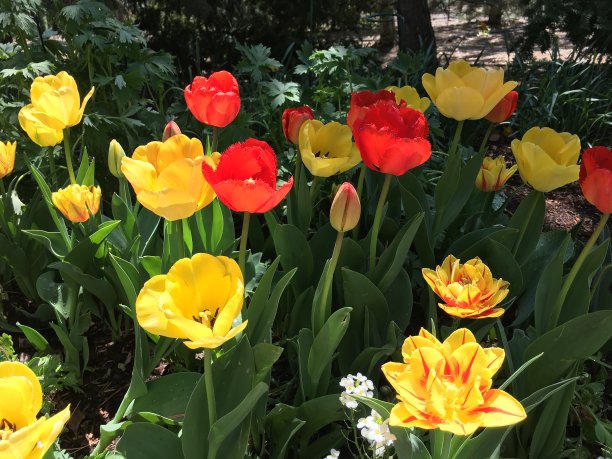 黄色和红色的郁金香生长在明亮的阳光下图片下载