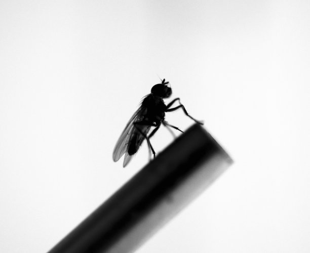 苍蝇，肉苍蝇，剪影，特写，微距，单色，黑白图片下载