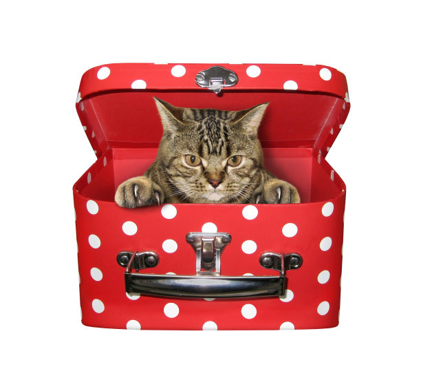 猫躲在红盒子里图片下载