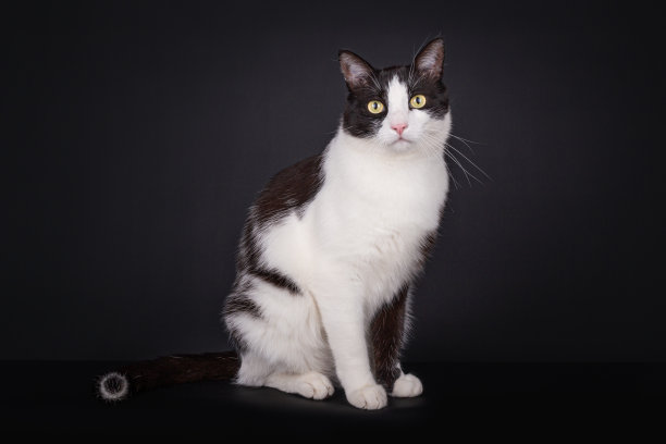 家养的黑白家猫图片下载