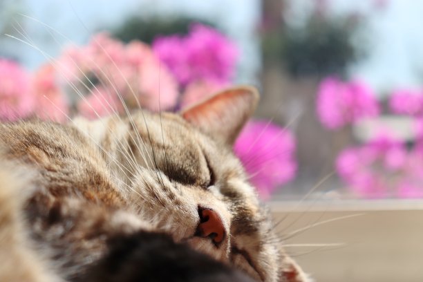 漂亮的花和窗台上的猫。图片下载