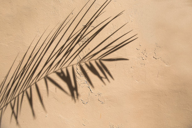 天然棕榈叶的阴影落裂混凝土墙作为背景和壁纸图片下载