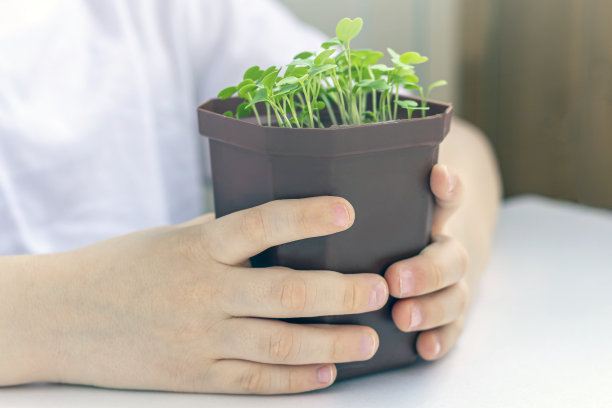 小男孩拿着花盆和幼苗(绿色)。关爱自然。地球日和世界环境日的概念。在家种菜。关闭了。有选择性的重点,背光图片下载