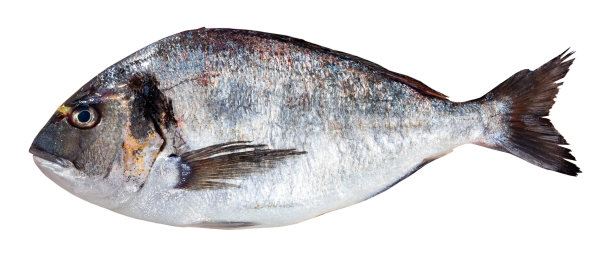 未烹饪的金鲷图片下载