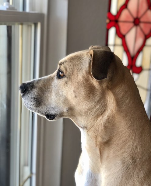 等待小狗图片下载