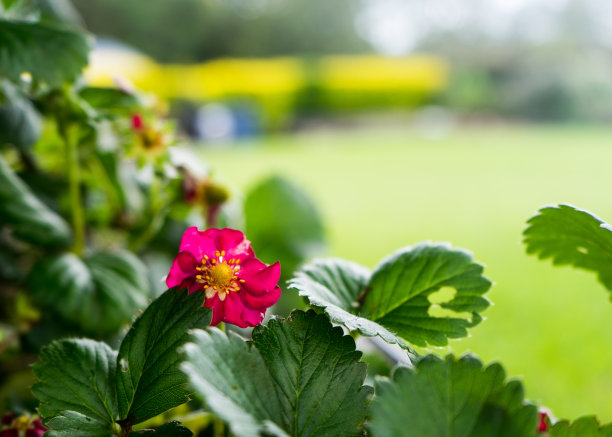 一个草莓植物的近距离照片与一个粉红色的花图片下载
