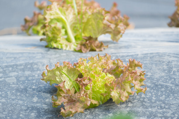 在园艺背景的菜地中，黑色塑料盖菜床上的莴苣叶图片下载