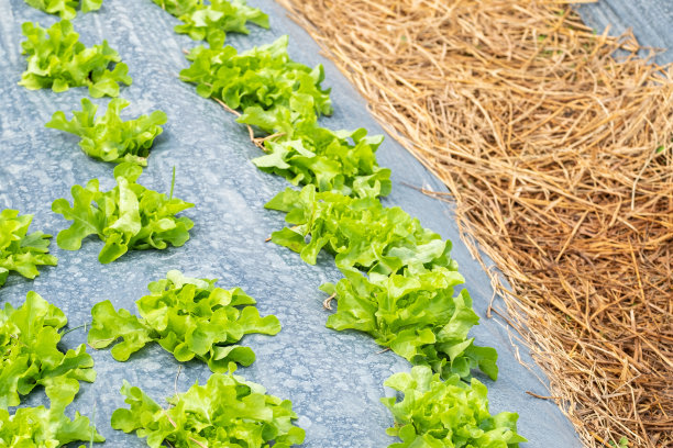 在园艺背景的菜地中，黑色塑料盖菜床上的莴苣叶图片下载