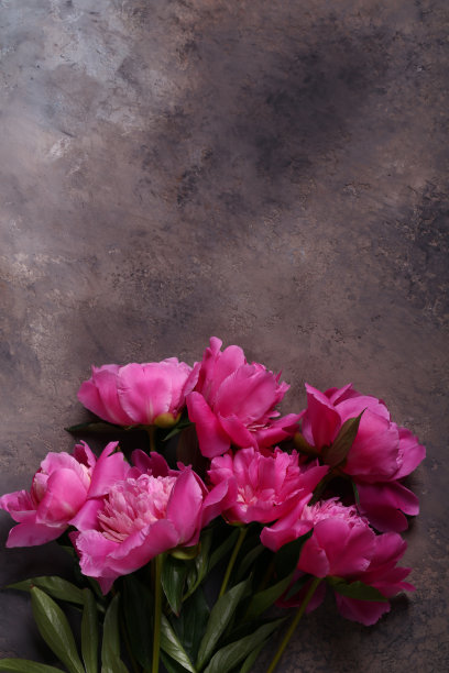 牡丹花朵图片下载