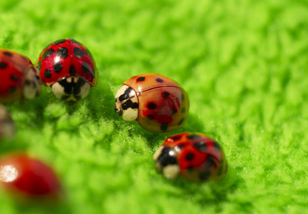小红瓢虫在绿色织物上近距离微距拍摄图片下载