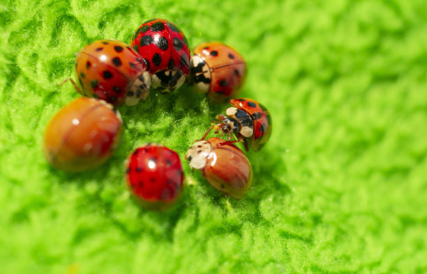 小红瓢虫在绿色织物上近距离微距拍摄图片下载