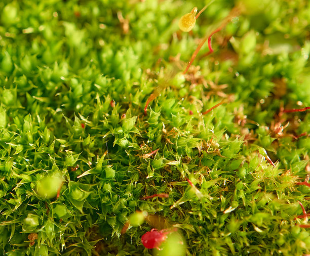 春天森林里的青苔。Polytrichum公社。宏观照片。自然背景。墙纸。有选择性的重点图片下载