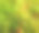 春天森林里的青苔。Polytrichum公社。宏观照片。自然背景。墙纸。有选择性的重点图片下载