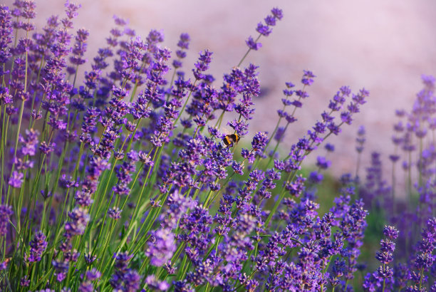 薰衣草图片下载