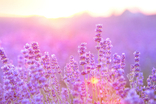 日落时薰衣草丛的特写。夕阳照耀着紫色的薰衣草花。图片中心是灌木丛，左边是阳光。图片下载