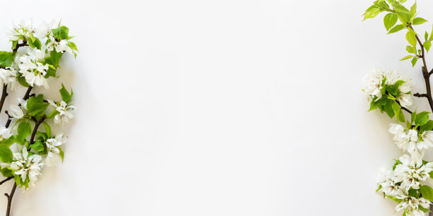 苹果树开花枝白色背景平铺。白色花蕾顶视图模板长网页横幅复制空间图片下载