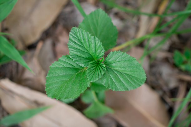 从上面拉近视野。绿色的叶子正在发芽。树叶周围参差不齐。枯叶碎片形成的棕色背景具有破坏性。照片部分清晰图片下载