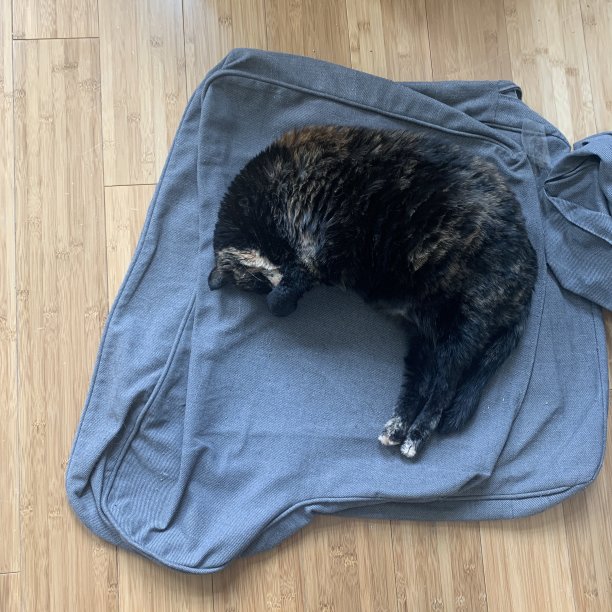 睡在旧沙发垫子上的猫图片下载