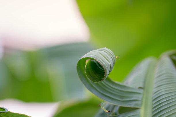这张特写是绿色的芭蕉叶被撕成一个圆圈，形状很不寻常。在一些地区的叶子。照片部分清晰图片下载