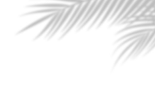 白墙背景上棕榈叶的影子。白色背景,纸板。抽象的形象。热带的概念图片下载