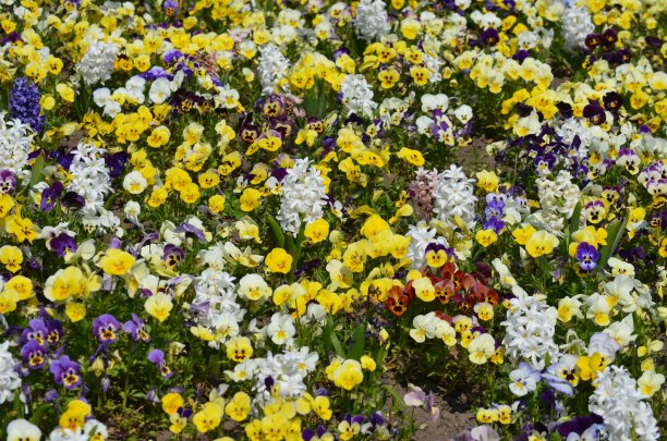 许多大的白色风信子或风信子花盛开和小的蓝色，黄色和红色三色堇在一个阳光明媚的春天的一天，美丽的户外花背景与软焦点拍摄图片下载